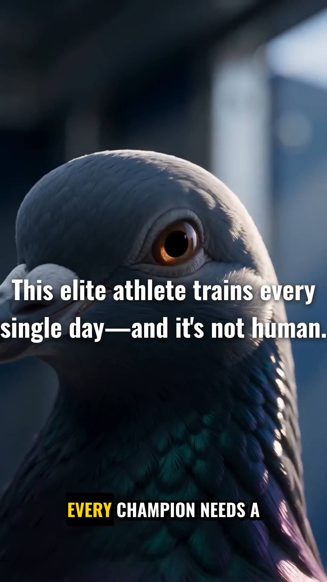 Create a premium 30-second vertical 9:16 video for SOCEAN LOFT. Use the uploaded image as the visual identity reference, preserving its dark navy, sky-blue and silver colors, premium loft style and atmosphere. Show the SAME realistic elite racing pigeon throughout: it exits its loft cage, eats feed, drinks water, leaves the loft, flies strongly in the open sky, returns to SOCEAN LOFT, lands and enters through the racing trap. Ultra-realistic pigeon, natural anatomy and movement, detailed feathers, cinematic camera, realistic lighting, professional racing-pigeon documentary style. Clean modern loft. No people, no text, no watermark, no cartoon effects.