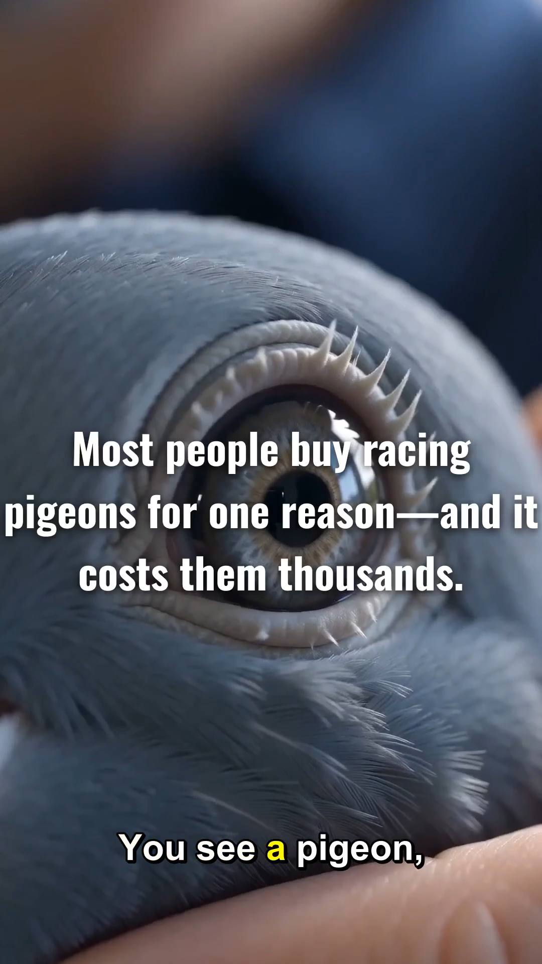 Create a premium educational short-form video for SOCEAN LOFT titled:

“Thinking About Buying a Racing Pigeon? Know This Before You Buy.”

Start with a strong hook: a realistic racing pigeon standing calmly inside a premium modern loft, with cinematic close-up shots of its eyes, feathers, legs and body.

Explain that buying a racing pigeon should not be based only on appearance. Before buying, the viewer should understand these key points:

1. Know the pigeon’s age and identity.
2. Check its pedigree and bloodline when available.
3. Ask about its racing and performance history.
4. Observe its overall condition and behavior.
5. Ask about vaccination and health history.
6. Understand where the pigeon came from and how it was transported.
7. Make sure the seller provides accurate information.
8. Consider whether the pigeon fits your breeding or racing goals.

Show each point through realistic cinematic scenes inside a clean professional racing-pigeon loft.

End with a strong message:
“Don’t buy a pigeon just because it looks good. Know what you are buying.”

Final screen:
SOCEAN LOFT
RACING PIGEONS

Visual style: ultra-realistic racing pigeons, premium documentary photography, cinematic camera movement, dark navy environment, restrained sky-blue and silver accents, clean modern loft, natural lighting, realistic pigeon behavior, professional educational atmosphere.

No cartoon style, no exaggerated effects, no fake medical claims, no unnecessary people, no watermark.