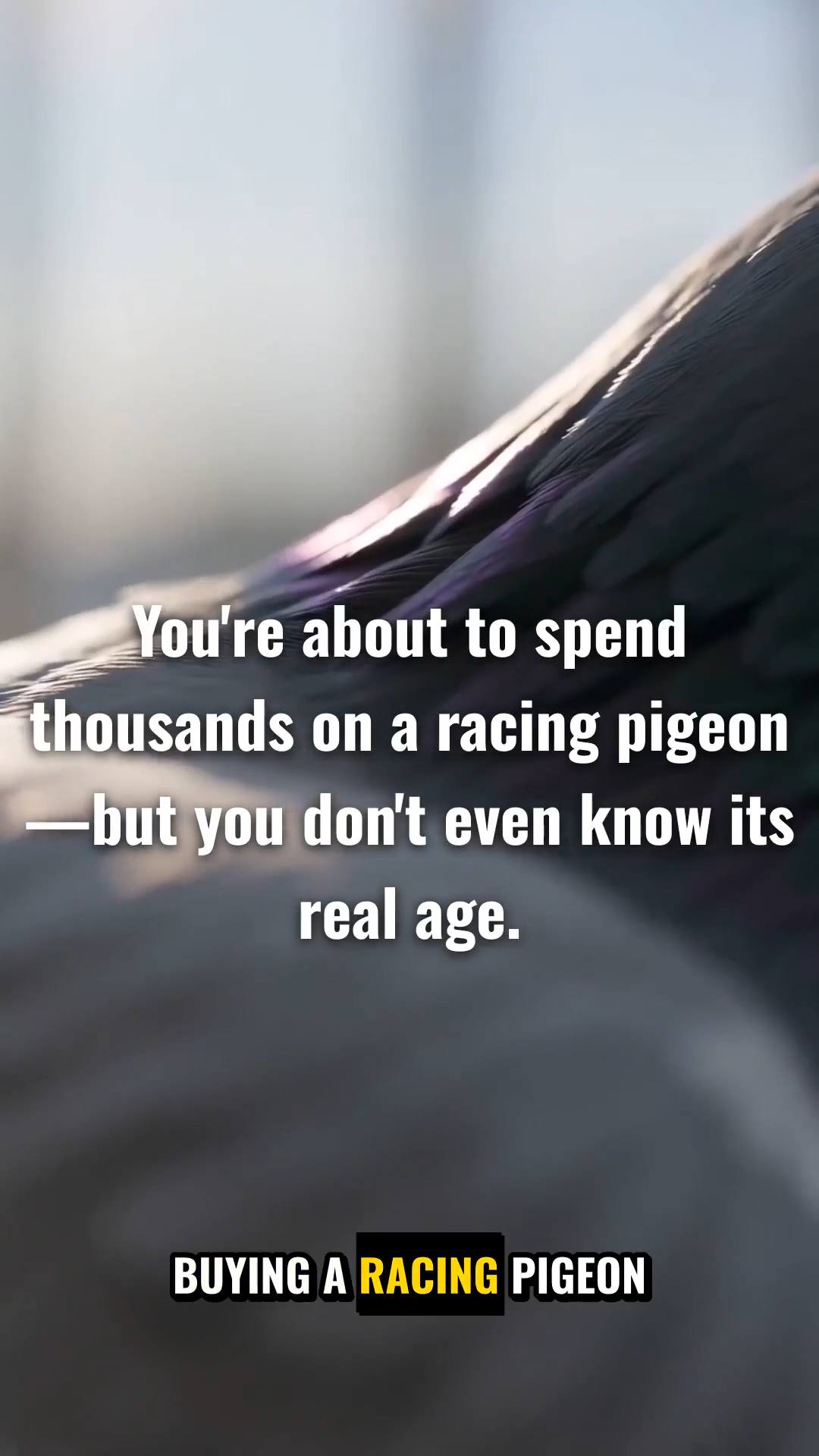 Create a premium educational short-form video for SOCEAN LOFT titled:

“Thinking About Buying a Racing Pigeon? Know This Before You Buy.”

Start with a strong hook: a realistic racing pigeon standing calmly inside a premium modern loft, with cinematic close-up shots of its eyes, feathers, legs and body.

Explain that buying a racing pigeon should not be based only on appearance. Before buying, the viewer should understand these key points:

1. Know the pigeon’s age and identity.
2. Check its pedigree and bloodline when available.
3. Ask about its racing and performance history.
4. Observe its overall condition and behavior.
5. Ask about vaccination and health history.
6. Understand where the pigeon came from and how it was transported.
7. Make sure the seller provides accurate information.
8. Consider whether the pigeon fits your breeding or racing goals.

Show each point through realistic cinematic scenes inside a clean professional racing-pigeon loft.

End with a strong message:
“Don’t buy a pigeon just because it looks good. Know what you are buying.”

Final screen:
SOCEAN LOFT
RACING PIGEONS

Visual style: ultra-realistic racing pigeons, premium documentary photography, cinematic camera movement, dark navy environment, restrained sky-blue and silver accents, clean modern loft, natural lighting, realistic pigeon behavior, professional educational atmosphere.

No cartoon style, no exaggerated effects, no fake medical claims, no unnecessary people, no watermark.