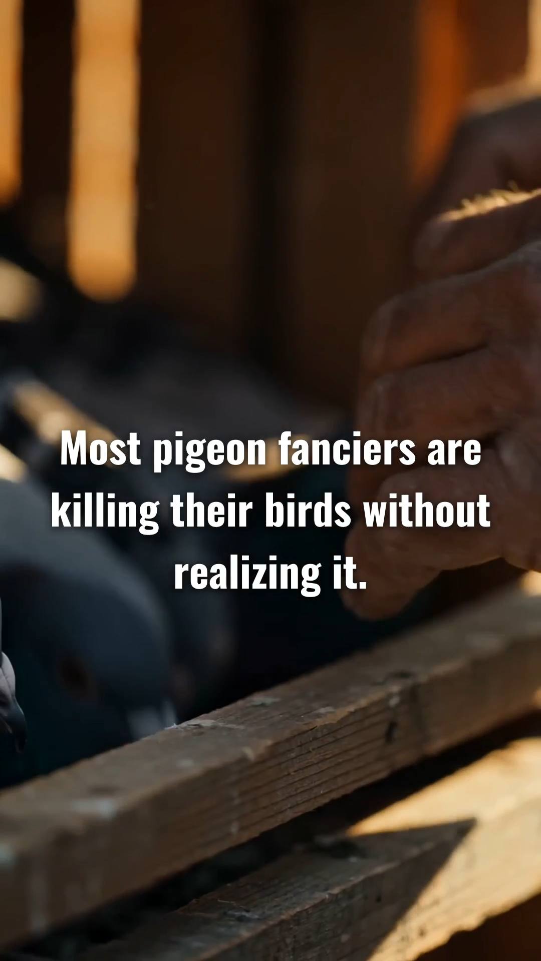 SOCEAN LOFT — EASO GUIDE

HANDLE WITH PURPOSE

A racing pigeon should not be handled constantly.

Frequent or unnecessary handling can create stress and disturb the bird’s natural routine. A good fancier learns when to handle a pigeon — and when to simply leave it alone.

Handle your pigeon when there is a clear reason:

• Transportation — moving the pigeon from one place to another, including taking it to a distant release point for training or racing.

• Examination — checking its health, condition, or physical state when necessary.

• Presentation — showing or presenting the pigeon for a specific purpose.

• Training — handling it when the training process requires transportation or release from a distant location.

Outside these situations, give the pigeon space to move, rest, eat, drink, socialize, and become comfortable in its loft.

The goal is not to avoid touching your pigeons.

The goal is to handle them with purpose, not habit.

At SOCEAN LOFT, every interaction should have a reason.