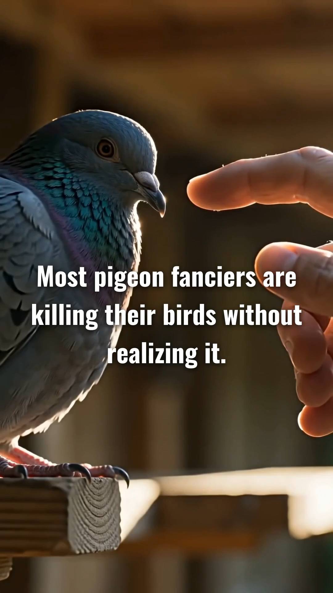 SOCEAN LOFT — EASO GUIDE

HANDLE WITH PURPOSE

A racing pigeon should not be handled constantly.

Frequent or unnecessary handling can create stress and disturb the bird’s natural routine. A good fancier learns when to handle a pigeon — and when to simply leave it alone.

Handle your pigeon when there is a clear reason:

• Transportation — moving the pigeon from one place to another, including taking it to a distant release point for training or racing.

• Examination — checking its health, condition, or physical state when necessary.

• Presentation — showing or presenting the pigeon for a specific purpose.

• Training — handling it when the training process requires transportation or release from a distant location.

Outside these situations, give the pigeon space to move, rest, eat, drink, socialize, and become comfortable in its loft.

The goal is not to avoid touching your pigeons.

The goal is to handle them with purpose, not habit.

At SOCEAN LOFT, every interaction should have a reason.